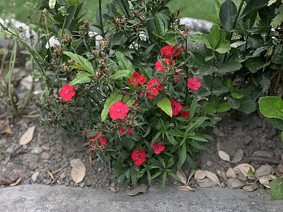 花园中部分淡化的红花朵图片