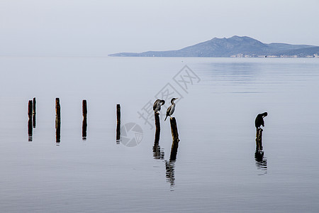 三个火温剂塞在从平原上浮出的柱子上反射港口海景动物码头海洋地平线鸟类鸬鹚全景图片