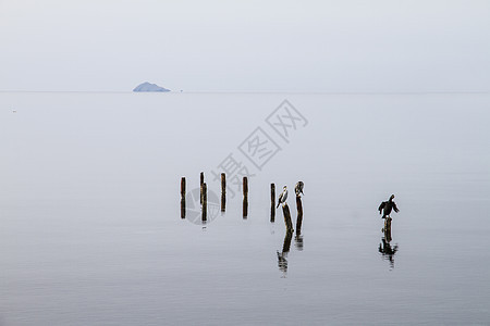 三个火温剂塞在从平原上浮出的柱子上鸬鹚港口海景地平线海洋码头荒野鸟类天空动物图片