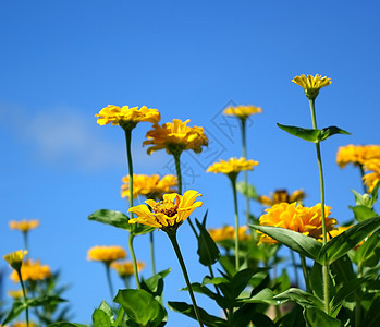 亮黄色金色花朵天空植物群树叶绿色花瓣花园园艺蓝色图片