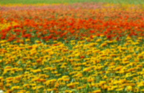 色彩多彩的 Marigold 花朵模糊背景图片