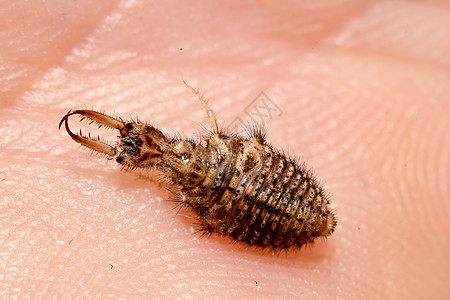 蚂狮幼虫在手臂上毛虫甲虫特写害虫动物捕食者宏观图片