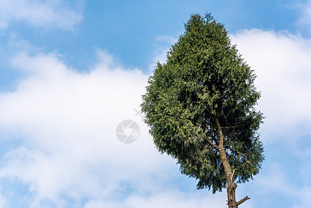 青蓝天空和白云对准松树图片