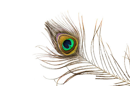 白色背景上孔雀羽毛的细节蓝色宏观绿色眼睛背景图片