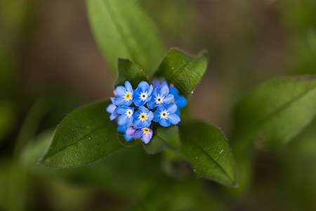 蓝色不要忘记我 不要忘记花森林荒野花瓣团体树叶植物宏观天气昆虫国家图片