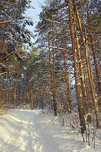 森林冬季地貌降雪阴影松树太阳荒野暴风雪树木木头季节旅行图片