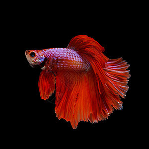 鱼是淡水鱼 有美丽的鳍和颜色的青春宏观游泳宠物红色斗争情调运动墙纸尾巴水族馆图片