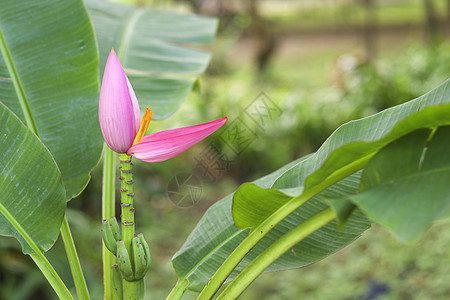 粉红香蕉花和年青香蕉 香蕉叶背景模糊 含香蕉叶紫色草本植物树叶热带公园叶子季节花园生态花瓣图片