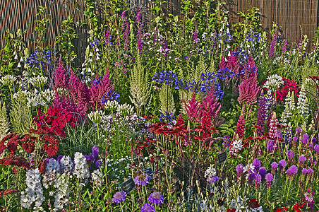 包括卢平斯在内的花朵边疆植物的多彩展示紫色白色花边蓝色水平花园粉色红色边界淡紫色图片