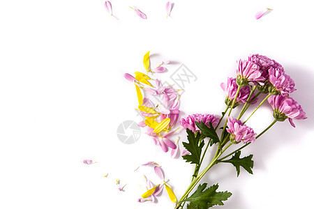 紫菊花和花瓣绿色菊花美丽花朵粉色紫色植物插图黄色雏菊图片