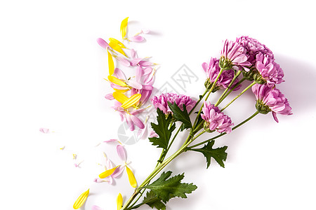 紫菊花和花瓣植物绿色菊花粉色花朵插图雏菊黄色紫色美丽图片