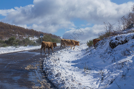 山上有雪的奶牛风景牛肉哺乳动物农村农场动物季节牧场反刍动物荒野图片