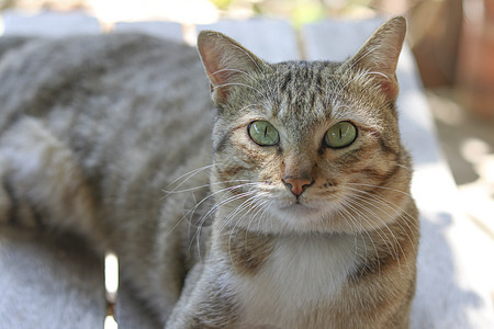 一只猫躺在椅子上 眼睛盯着前方图片