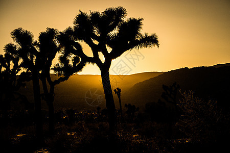 美国加利福尼亚州Joshua Tree国家公园 橙色日落时的木头树风景天空旅游自然太阳旅行图片