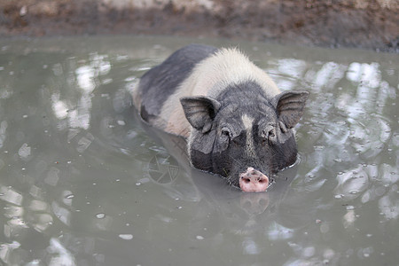 一只黑矮人猪浸在池塘里 沉浸在池塘里图片