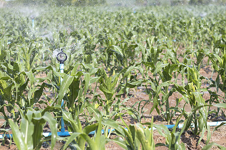 玉米种植园由喷洒水者供水机器压力农田场地管道园艺收成技术生长淋浴图片