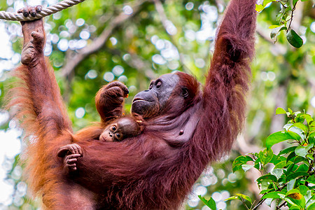 Orangutan 挂在婆罗洲丛林的一棵树上荒野物种妈妈雨林灵长类热带森林濒危哺乳动物橙子图片