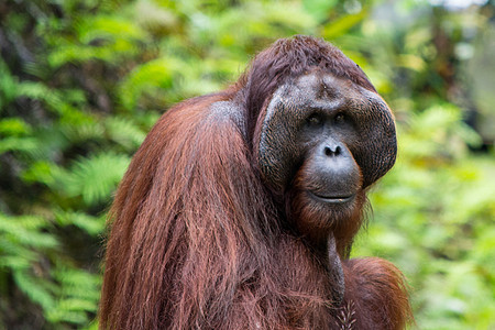 Orangutan 成年男性 面部和头发贴近马来西亚婆罗洲地区哺乳动物野生动物动物热带荒野森林雨林丛林濒危棕色图片