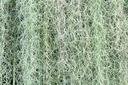 白色西班牙苔藓背景图片