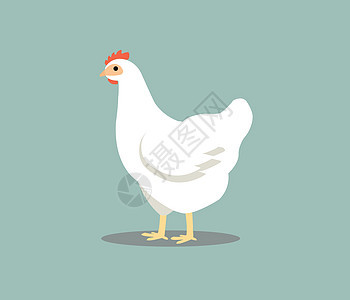 在灰色背景隔绝的白色母鸡 彩色鸡矢量图标识羽毛卡通片农场孩子男性小鸡插图翅膀艺术图片