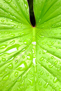 带雨滴的绿叶图片