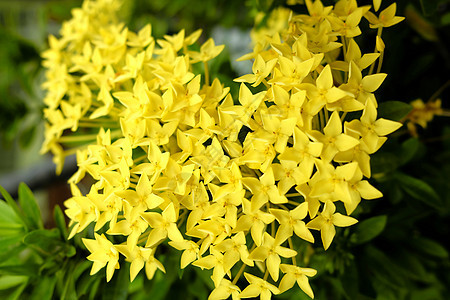 黄色伊索拉花朵图片