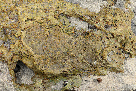印度洋巴厘岛印度尼西亚海岸的海洋动物化石 黄色黑色海珊瑚化石的结构 珊瑚小凹处的水 太阳光线从水面反射风格岩石纹饰环境骨骼矿物障图片
