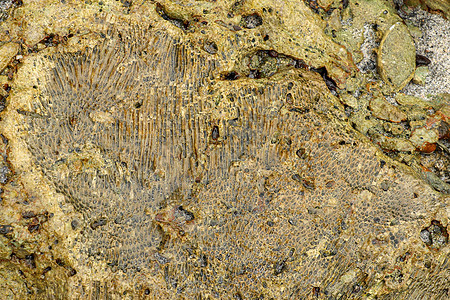 印度洋巴厘岛印度尼西亚海岸的海洋动物化石 黄色黑色海珊瑚化石的结构 珊瑚小凹处的水 太阳光线从水面反射装饰品风格矿物热带障碍碳酸背景图片