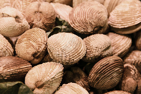 贝壳背景海洋餐厅食物营养市场美味烹饪团体海鲜美食图片