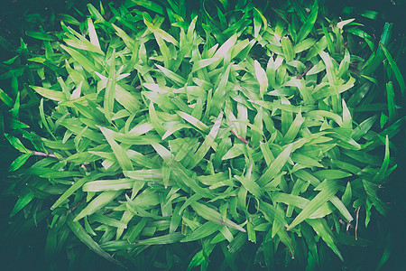 绿叶背景 适用于带有文本空间的演示文稿和 Web 模板墙纸宏观花园公园场地生长环境植物树篱叶子图片