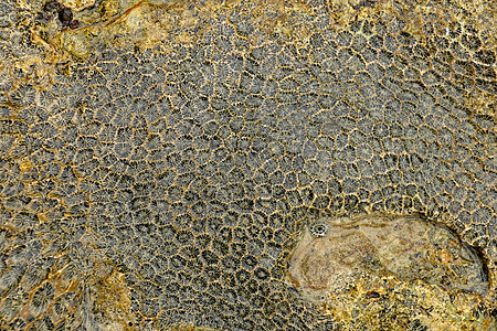 印度洋巴厘岛印度尼西亚海岸的海洋动物化石 黄色黑色海珊瑚化石的结构 珊瑚小凹处的水 太阳光线从水面反射环境热带骨骼碳酸盐宏观生物背景图片