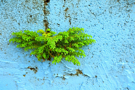 蓝色绘画混凝土墙上的绿色植物图片