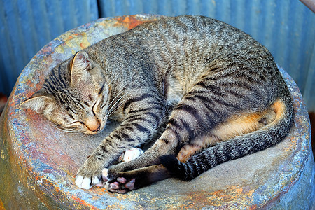 懒猫睡在Jar上图片