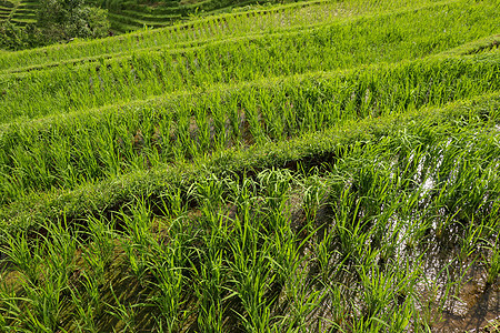 在Tabanan的Penebel村 印度尼西亚巴厘的Jatiluwih水稻梯田中 稻田露天地配有新鲜年青大米种植园农村食物风景场图片