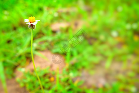 带模糊背景文字空间的近距离青草花图片