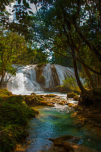 Agua Azul 恰帕斯 Palenque 墨西哥植被植物天堂旅游热带情调丛林森林风景异国图片