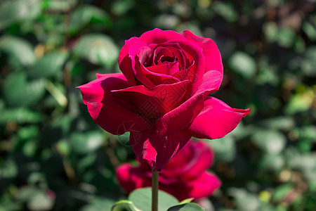 花园里的红玫瑰墙纸礼物念日绿色玫瑰植物红色公园图片