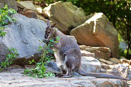 红颈瓦拉比 奥地利袋鼠故事食草公园哺乳动物父母尾巴冒险动物群脖子红领图片