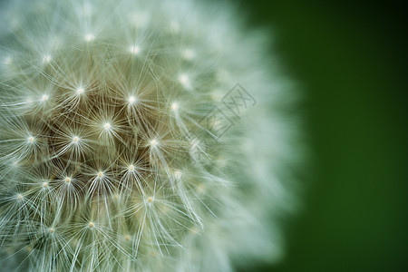 Dandelion 宏花园叶子干草种子发烧宏观香味花粉蓝色杂草图片