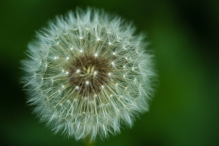 Dandelion 宏灌木丛发烧树叶花园花朵宏观花瓣种子蓝色干草图片