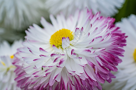 白花近光紫色黄色白色宏观花朵粉色花瓣花园花粉香味图片