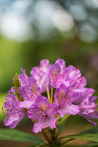 紫花贴近香味花园宏观花朵粉色花瓣绿色叶子花粉蓝色图片