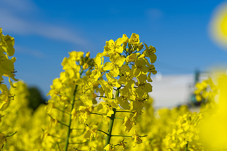 近距离接近的菜籽花 Brasica小便 底视 轻点国家芸苔活力农田农场天空花朵环保油菜花收成图片