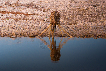 Giraffe在纳米比亚Etosha国家公园日出时喝水荒野斑点动物阳光旅行反射池塘口渴日落水坑图片