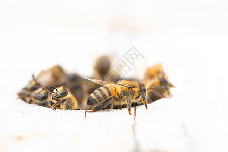 欧洲蜂巢入口的欧洲蜜蜂 在白色 复制空间上被隔离图片