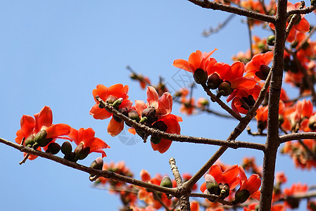 红丝棉树花朵图片