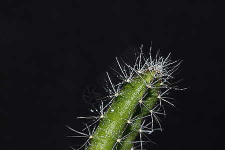 仙人掌刺情调植物群兔子异国生活植物热带伤害植物学生长图片