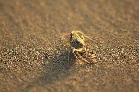 小螃蟹在沙滩上眼睛螃蟹动物热带荒野宏观生物白色生活甲壳图片