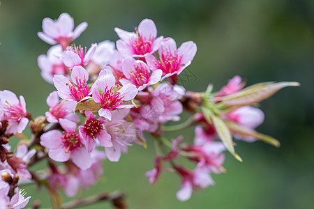 特写狂野喜马拉雅山樱桃或白花荒野季节花瓣叶子公园旅行植物树木植物群花园图片