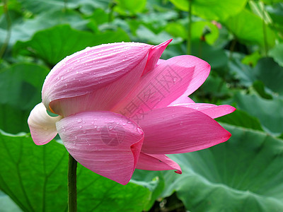 带水滴的莲花花背景图片